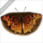 Satyr Comma Butterfly stock drawing