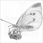 black and white drawing of a Small White Butterfly
