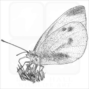 black and white drawing of a Small White Butterfly