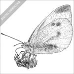 black and white stock image of a Small White Butterfly