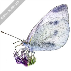 Small White Butterfly stock image