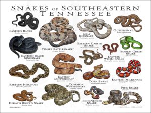 Poster design for Snakes of Southeastern Tennessee