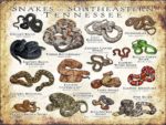 Snakes of Southeastern Tennessee poster print
