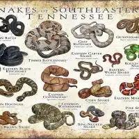Snakes of Southeastern Tennessee poster print