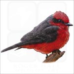 Vermilion Flycatcher drawing
