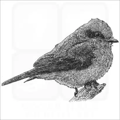 Vermilion Flycatcher black and white drawing