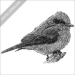 Vermilion Flycatcher black and white stock drawing
