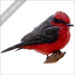 Vermilion Flycatcher stock drawing