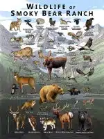 Customized Wildlife Poster - Image 8