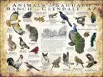 Animals of the Sahauro Ranch, Glendale AZ poster print