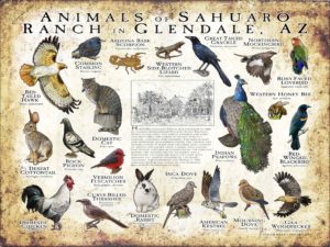 Animals of the Sahauro Ranch, Glendale AZ poster print