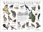 Animals of the Sahauro Ranch, Glendale AZ poster print
