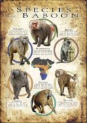 Species of Baboon poster print