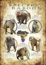 Species of Baboon poster print