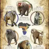 Species of Baboon poster print