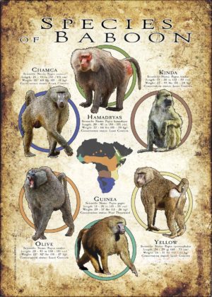 Species of Baboon poster print