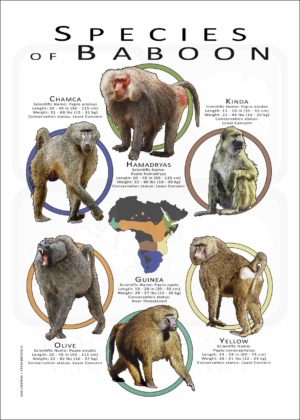 Species of Baboon poster print