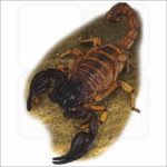 Black Sand Scorpion illustration