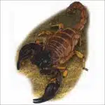 Black Sand Scorpion illustration