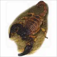 Black Sand Scorpion illustration