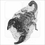 Black Sand Scorpion black and white drawing