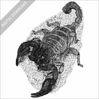 Black Sand Scorpion black and white drawing