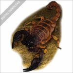 Black Sand Scorpion stock image