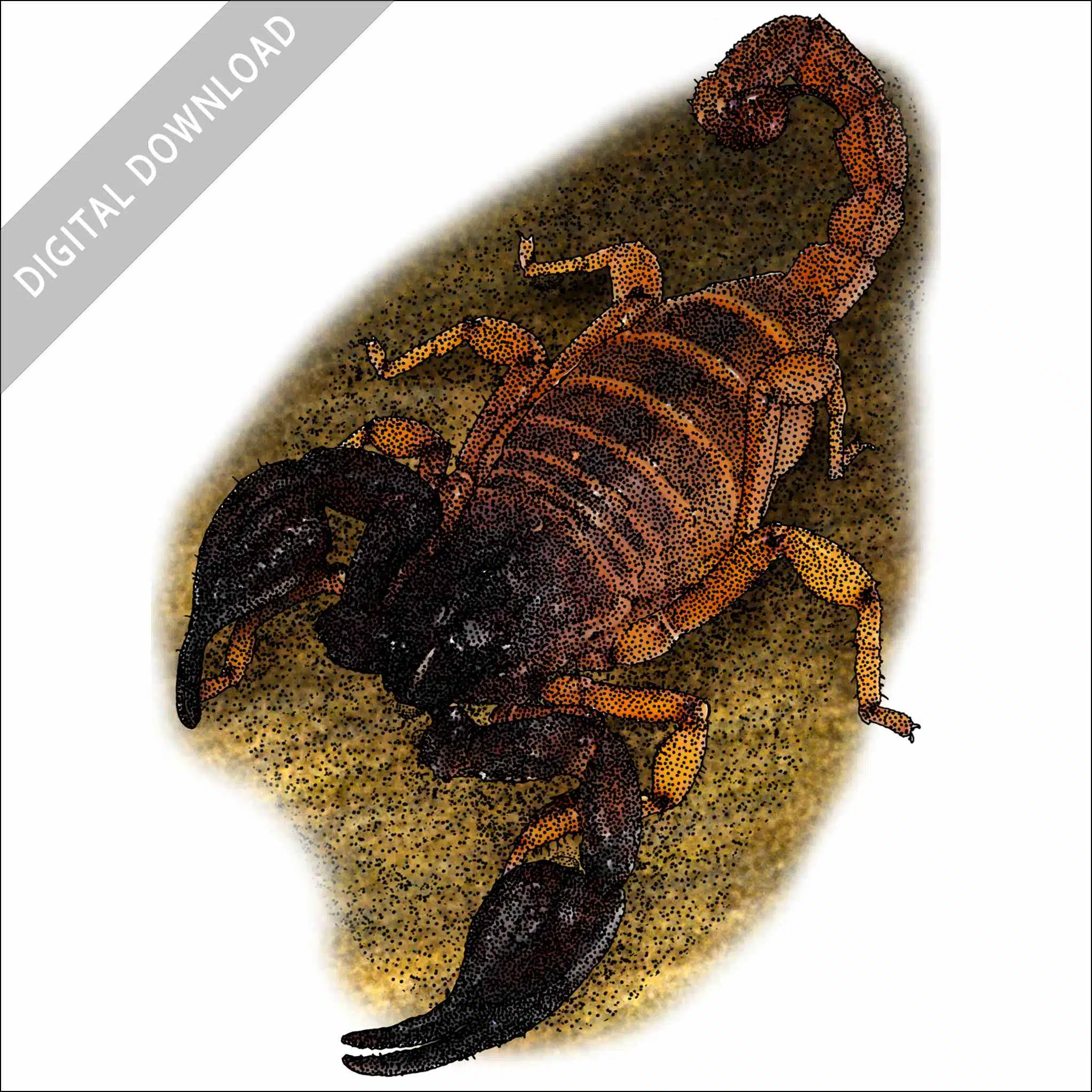 Black Sand Scorpion Black Sand Scorpion stock image