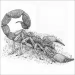 Brazilian Yellow Scorpion black and white drawing