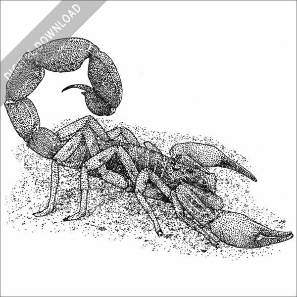 Brazilian Yellow Scorpion black and white stock image