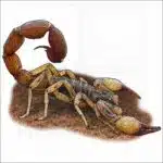 Brazilian Yellow Scorpion illustration