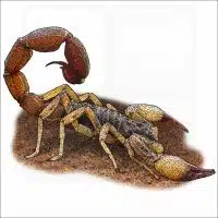 Brazilian Yellow Scorpion illustration