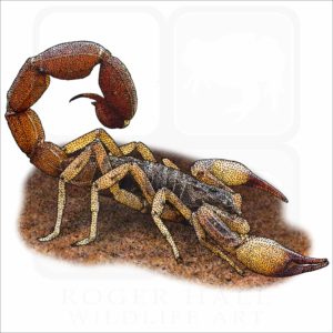 Brazilian Yellow Scorpion illustration