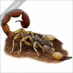 Brazilian Yellow Scorpion stock image