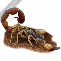 Brazilian Yellow Scorpion stock image