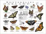 Butterflies of Oakland poster print