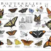 Butterflies of Oakland poster print