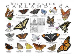 Butterflies of Oakland poster print