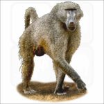 Chacma Baboon illustration