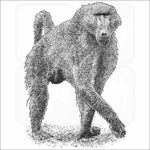 Black and white drawing of a Chacma Baboon