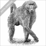 Black and white stock art image of a Chacma Baboon