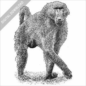 Black and white stock art image of a Chacma Baboon