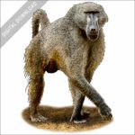 Chacma Baboon stock art illustration