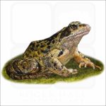 Common European Frog illustration