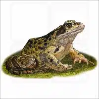 Common European Frog illustration
