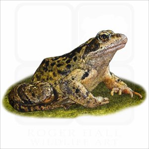 Common European Frog illustration