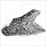 Common European Frog black and white drawing