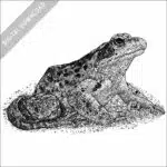 Common European Frog black and white stock drawing