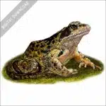 Common European Frog stock image