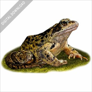 Common European Frog stock image